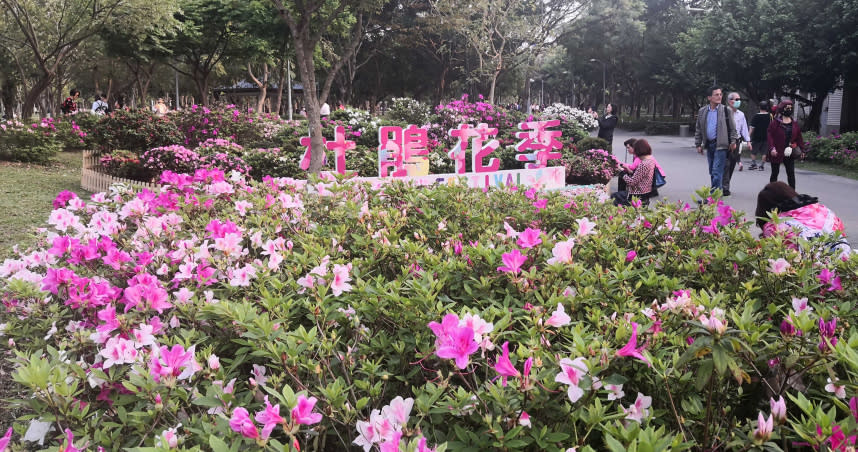 在杜鵑花季最大展區的大安森林公園內，花況已經大爆發。（圖／魏妤靜攝）