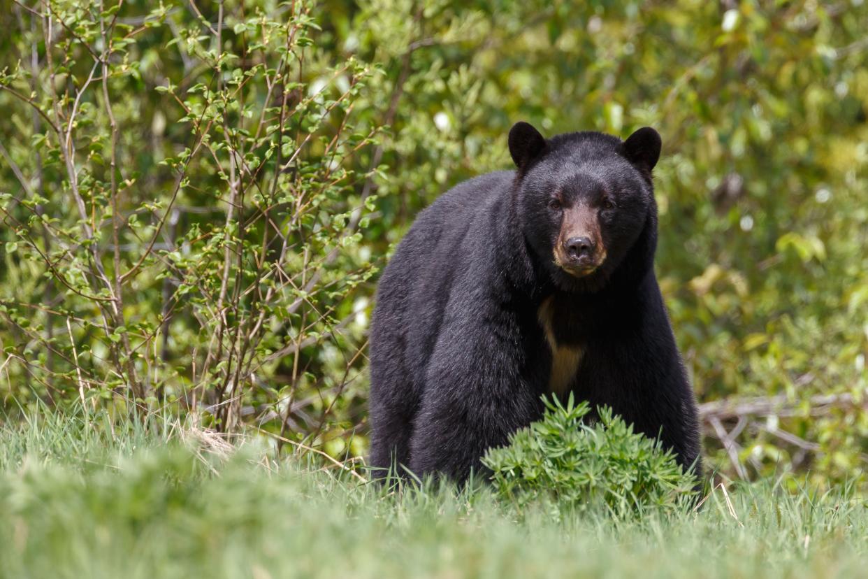 A black bear (not pictured) was spotted last week in downtown Naples, Fla.