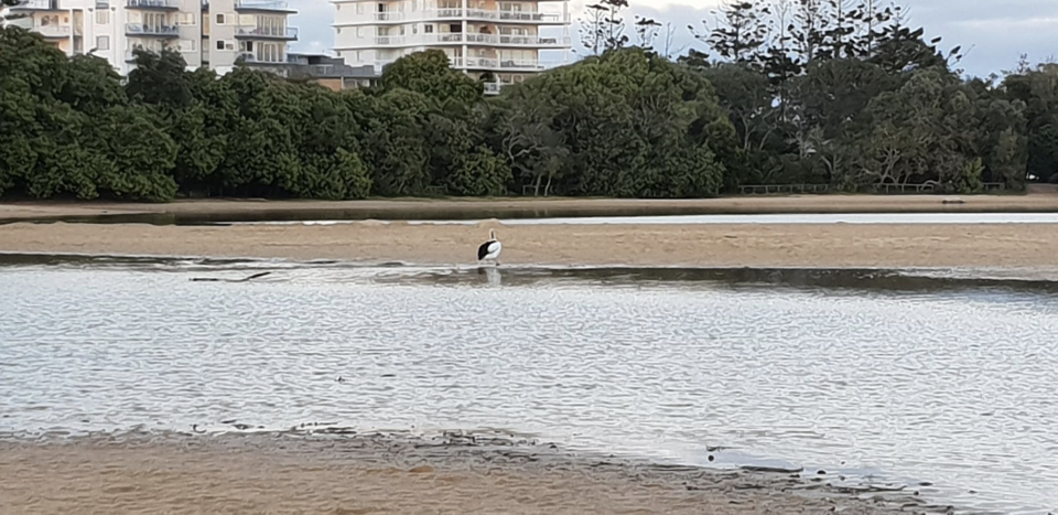 Pictured is a pelican at Currimundi Lake. 