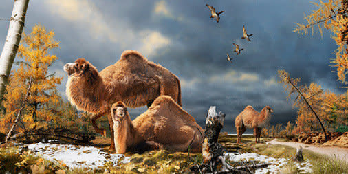 Fossils found on Ellesmere Island in northern Canada were determined to belong to an ancient ancestor of modern camels that stood 9 feet tall and roamed the arctic during a time of global warming. An artists' rendering suggests what the High Arctic Camel may have looked like in its forest environment. (Photo via Julius Csotonyi)  <a href="http://www.huffingtonpost.com/2013/03/06/camel-fossils-arctic-ellesmere-island_n_2812034.html" target="_blank">Read more here.</a>
