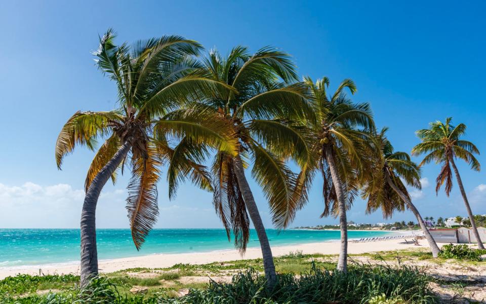 Anguilla palm tree and beach scene - Marco Bicci / EyeEm/EyeEm