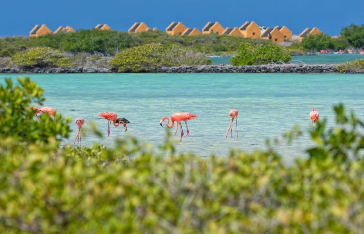 The Dutch island of Bonaire is well-known for its local wildlife and scuba diving opportunities (Getty Images/iStockphoto)