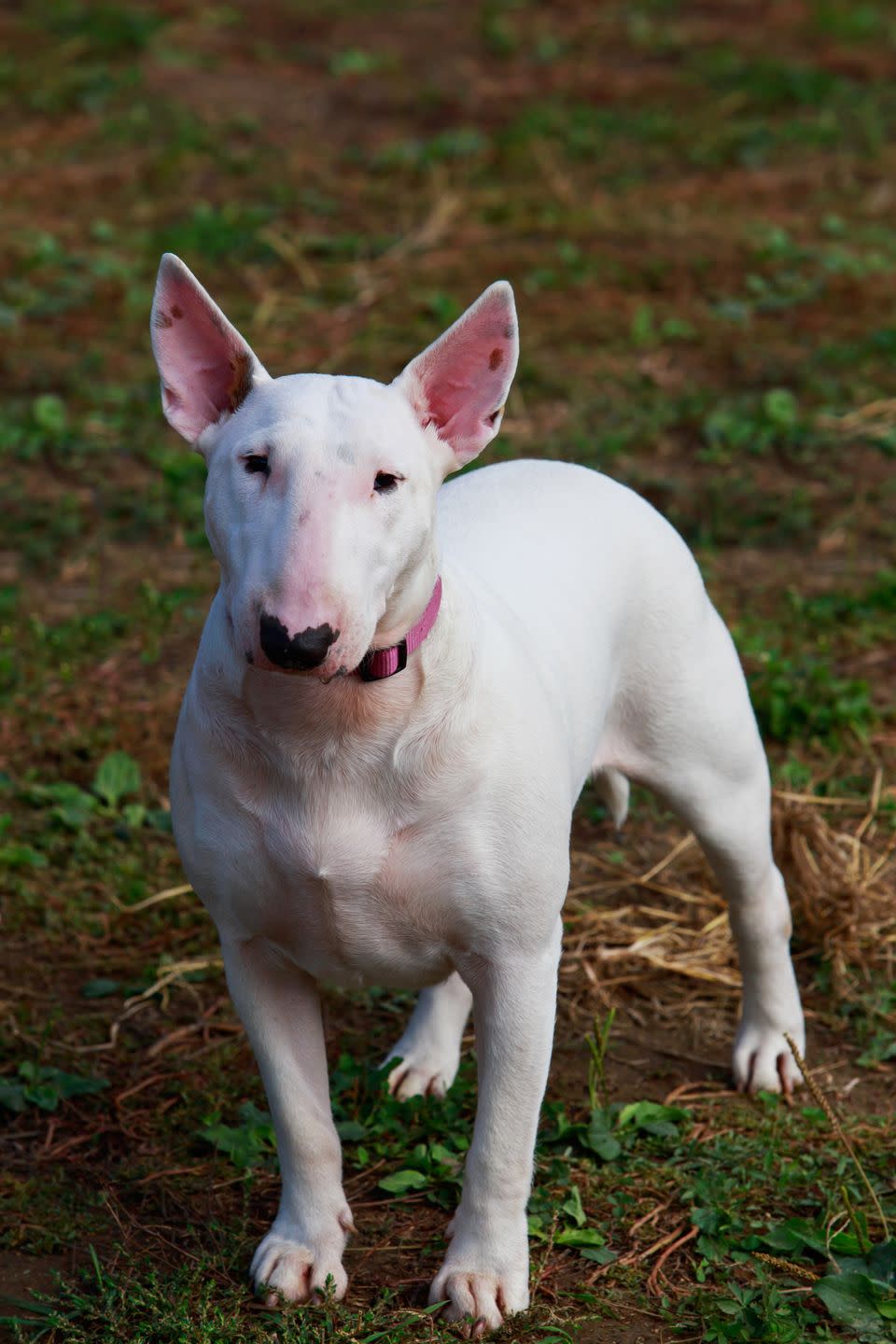 Miniature Bull Terrier