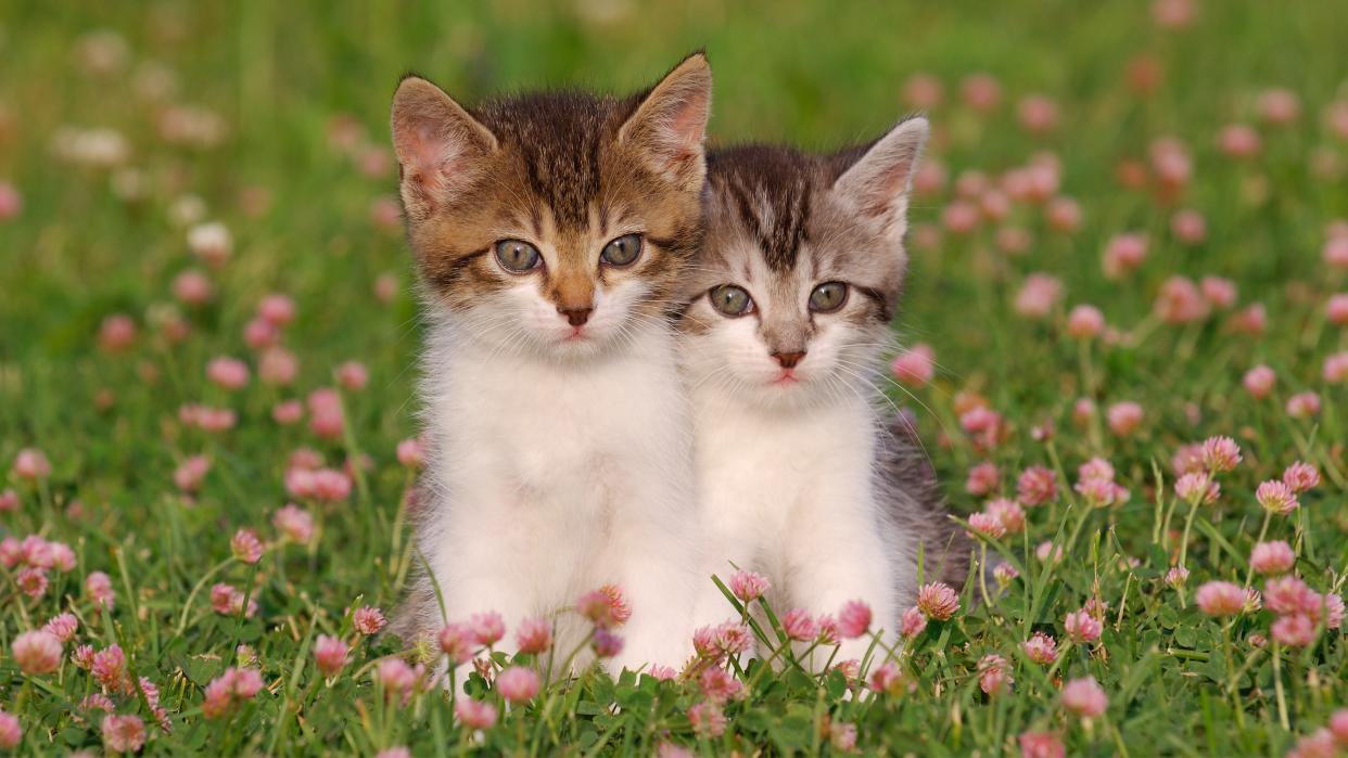  Two kittens in a meadow. 