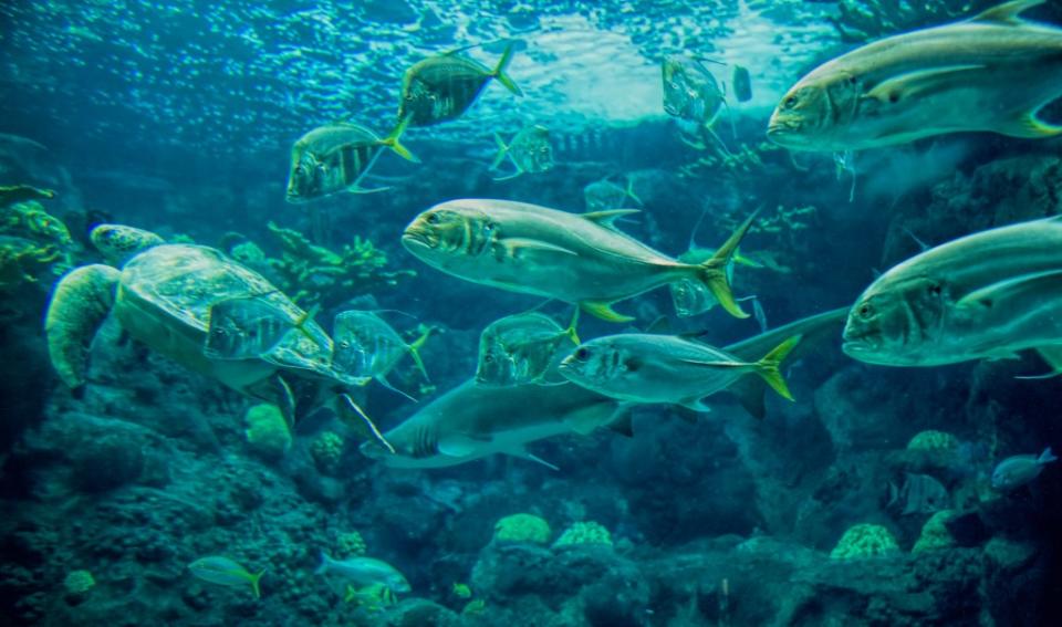 Turtles, sharks, and fish swimming in Tampa, FL via Getty Images