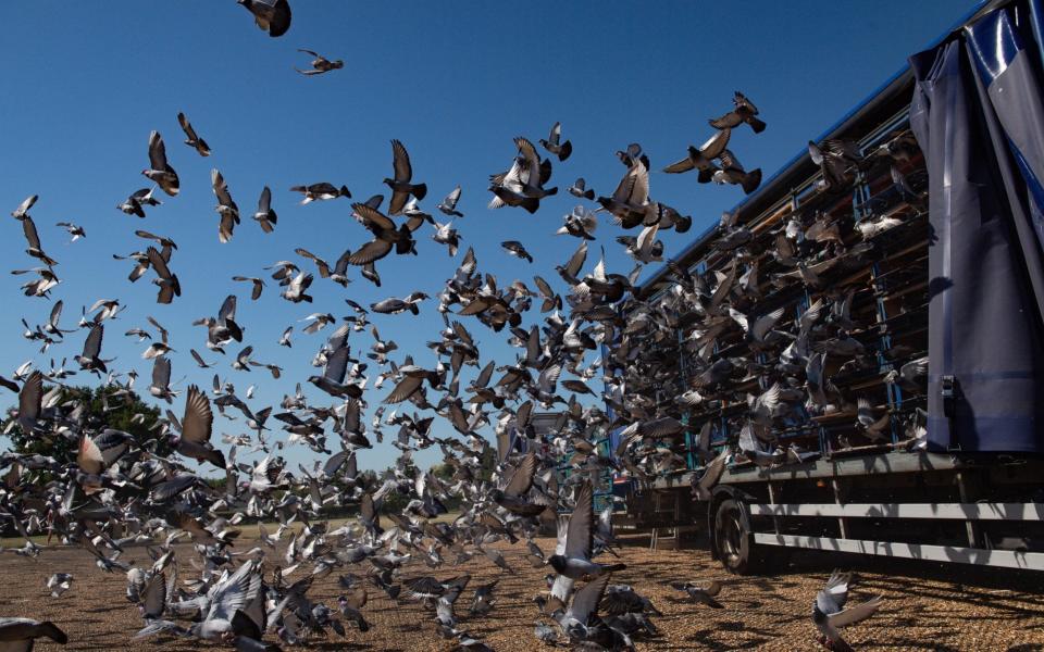 4,465 pigeons belonging to members of the Barnsley Federation of Racing Pigeons are released at Wicksteed Park - PA