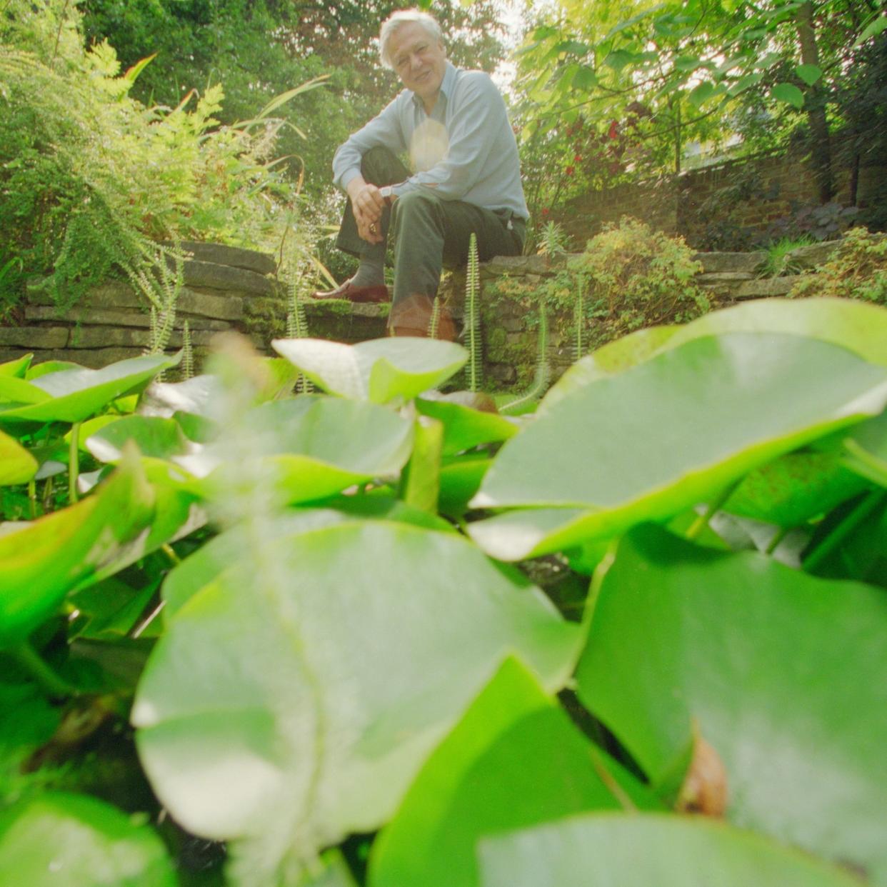  British naturalist and broadcaster Sir David Attenborough in the garden of his home 