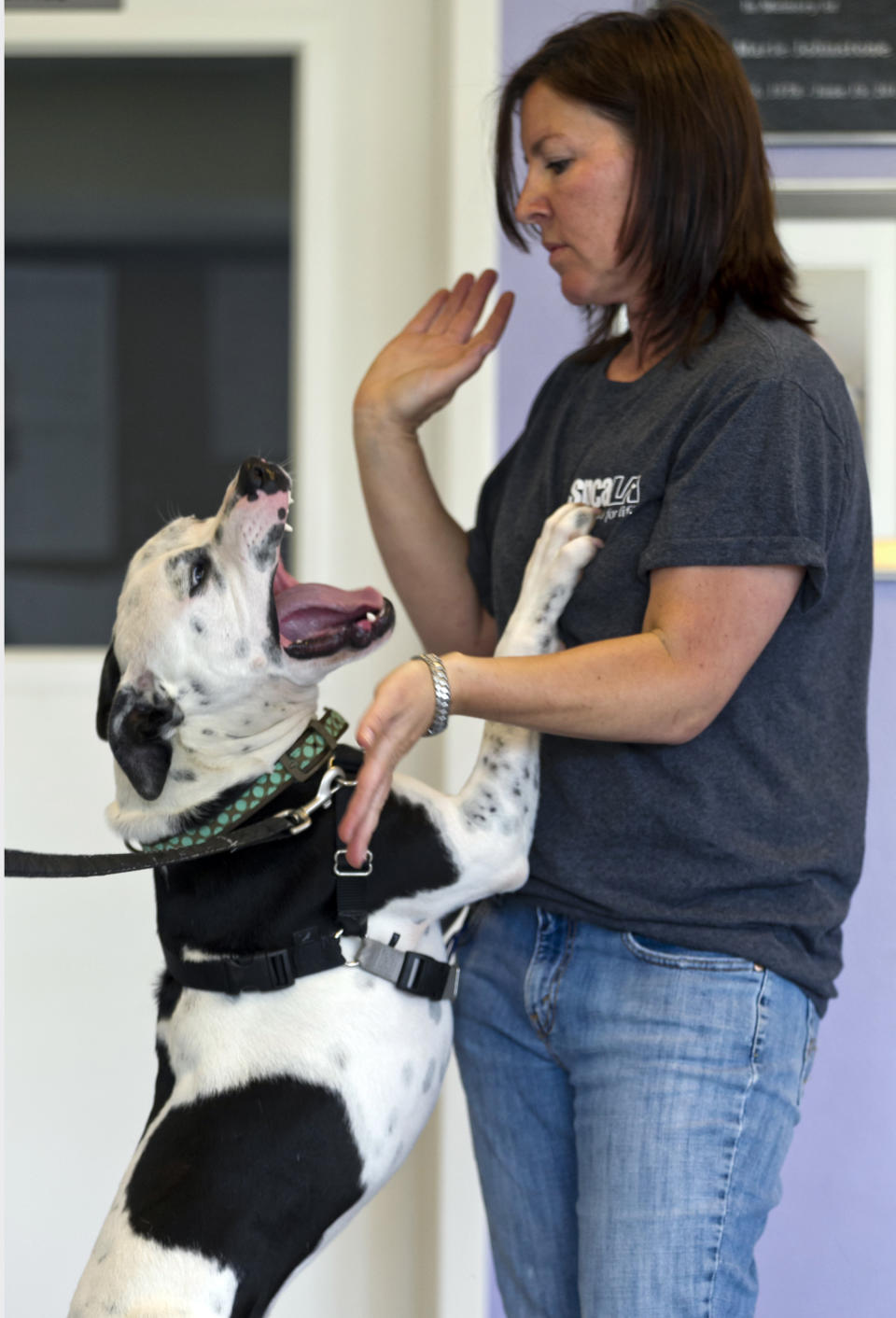 Eleasha Gall, director of behavior and training at spcaLA (Society for the Prevention of Cruelty to Animals Los Angeles), interacts with Tux, a one-year-old Pit bull, in an effort to promote behavior to avoid dog bites, at the spcaLA P.D. Pitchford Companion Animal Village and Education Center in Long Beach, Calif., on Wednesday, May 16, 2012. One of the nation's largest home insurers released its 2011 statistics on dog bite claims Wednesday. A State Farm Insurance spokesman says more than $109 million was paid on about 3,800 dog bite claims nationwide. (AP Photo/Damian Dovarganes)