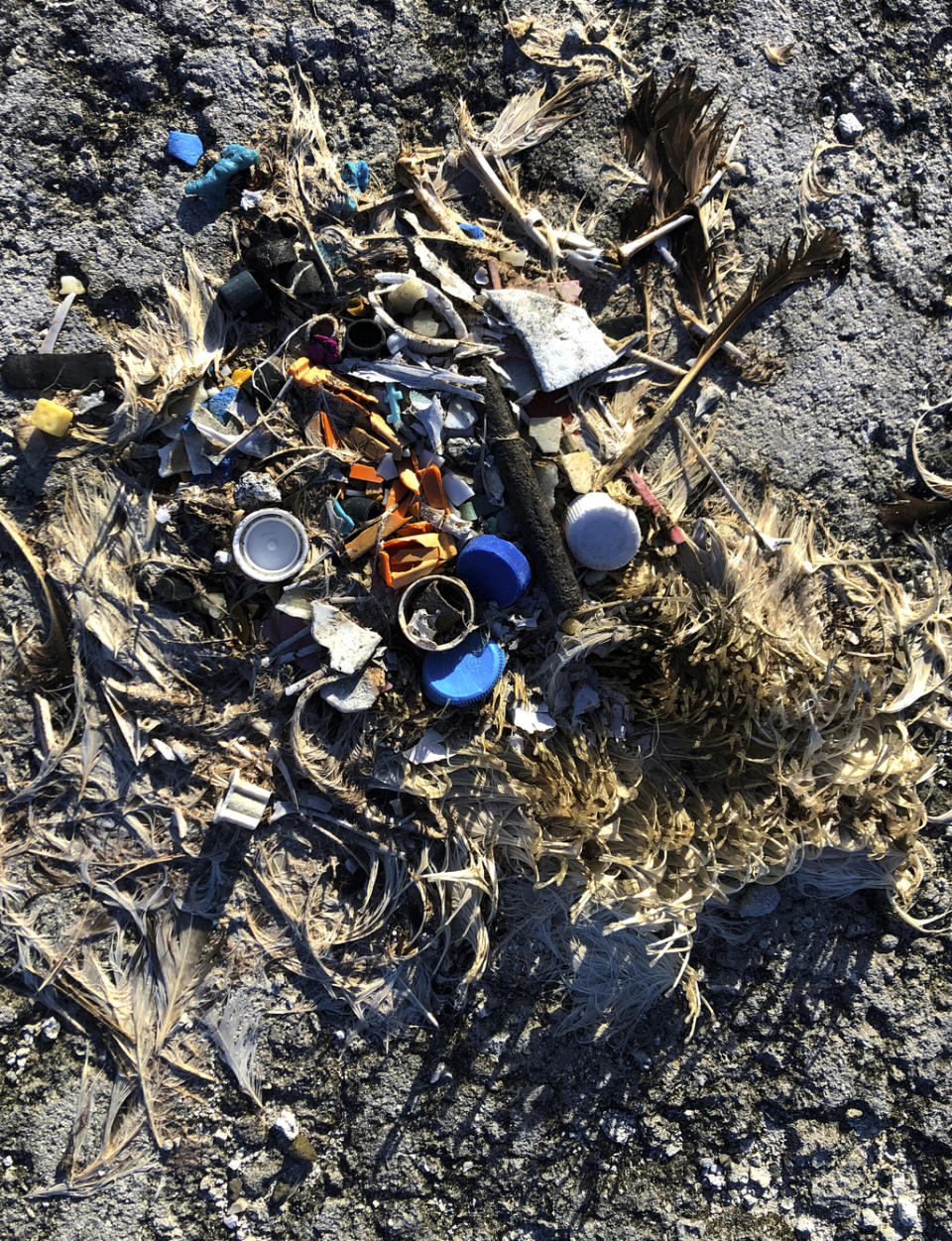 In this Oct. 15, 2019, photo, plastic sits in the decomposed carcass of a seabird on Midway Atoll in the Northwestern Hawaiian Islands. The deaths are a visceral sign of the impact plastics have on the environment. In the Pacific and other oceans around the world, circulating currents pull together vast areas of plastic that seabirds and marine wildlife either eat or get entangled in. (AP Photo/Caleb Jones)