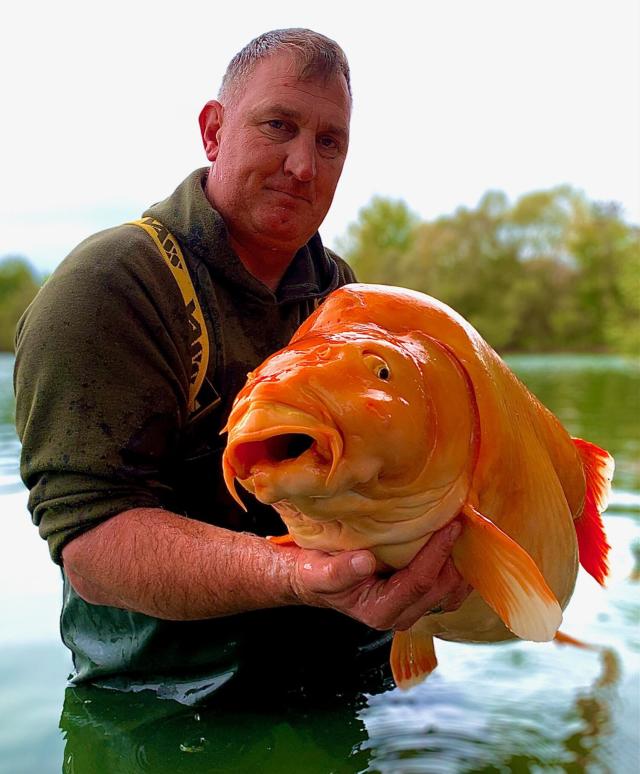 World-record carp caught twice in a week by different anglers