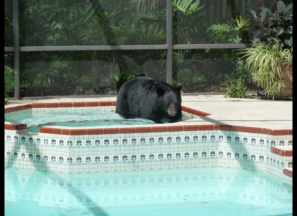 Jenny Sue Rhoades sat down on her couch to watch television when something outside caught her eye. It was a large Florida black bear walking through the back yard of her Barry Court home in southwest Seminole County.