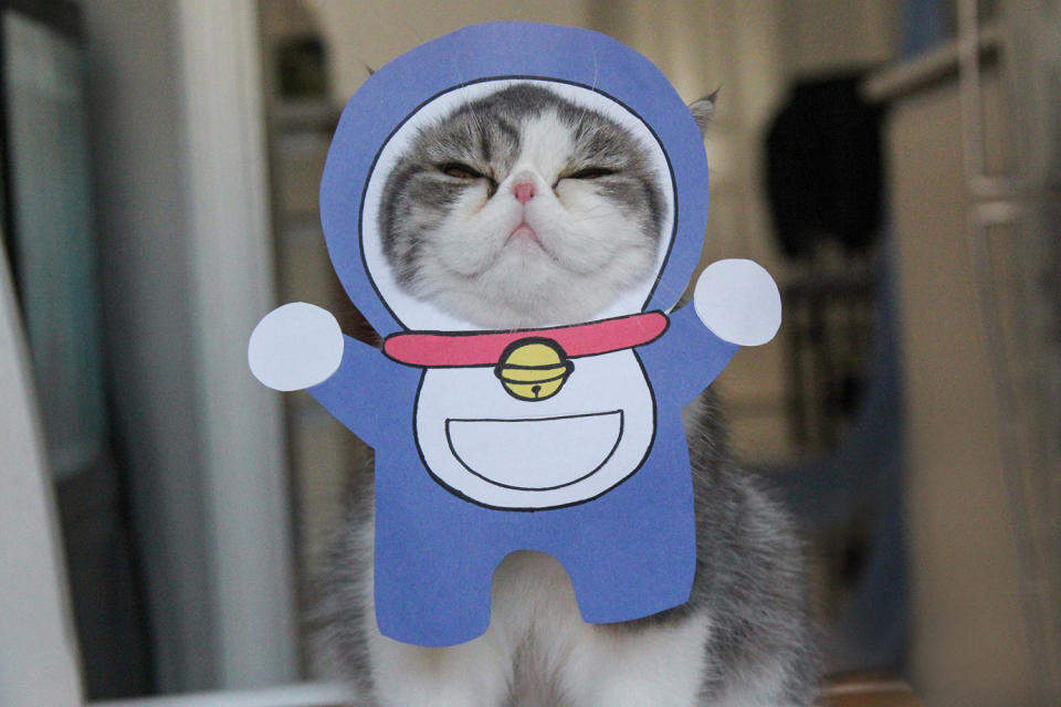 Strike a ‘paws’ – owner dresses her cats as cartoon characters and the effect is hilarious