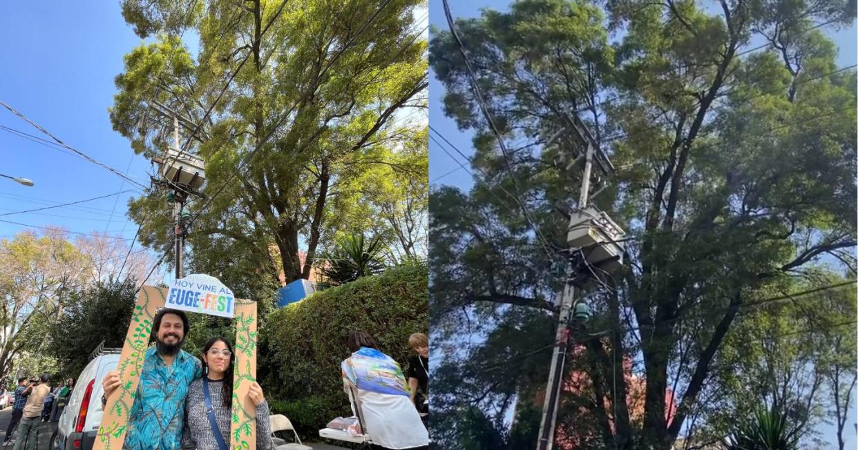 Vecinos de CDMX logran salvarle la vida a un árbol de 150 años que iba a ser talado. Foto: X vía @crylluminati y @supercivicosmx