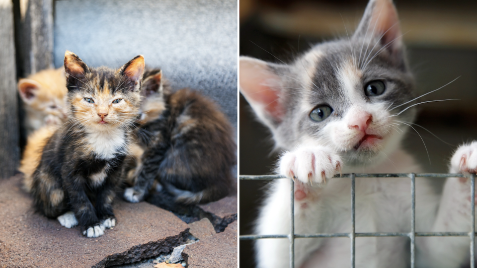 Abandoned homeless cat (left) and kitten trying to climb over fence (Photo: Getty Images)