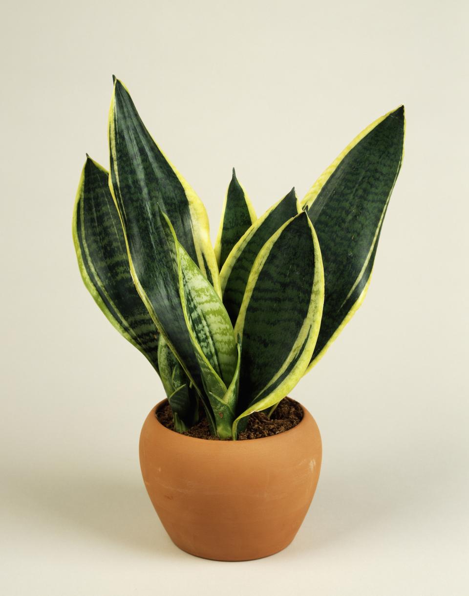 snake plant in brown pot