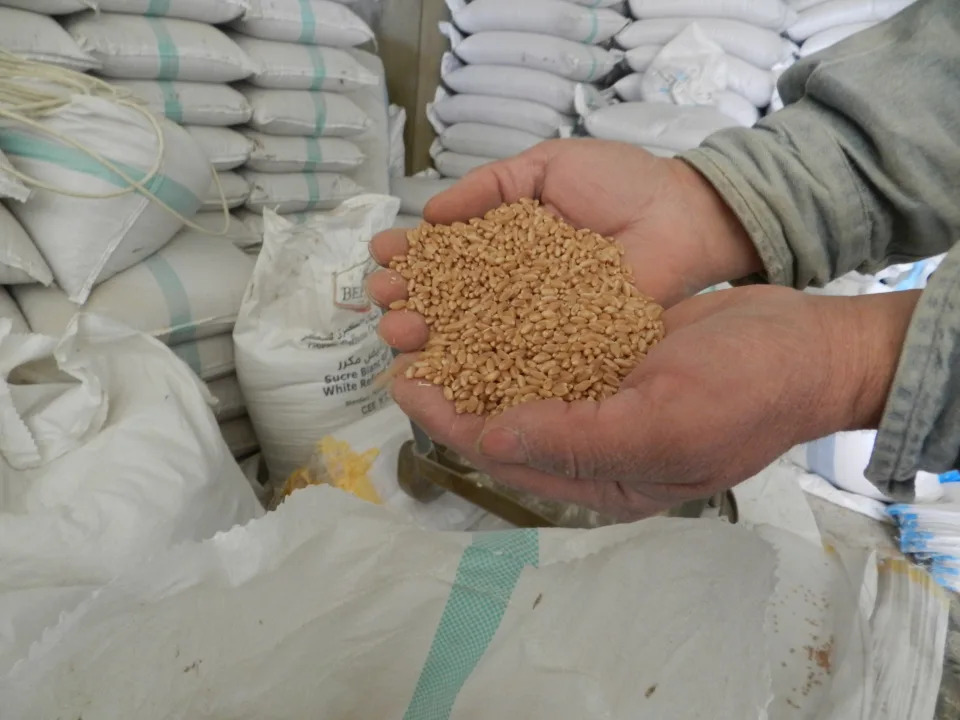 The owner of a warehouse of wheat and grains displays Ukrainian wheat in Hasbaya, southern Lebanon, on Feb. 28, 2022.  People have raised concerns that Lebanon's food supply could be impacted by the Russia-Ukraine conflict, given that they are the country's two top foreign sources of wheat. (Photo by Taher Abu Hamdan/Xinhua via Getty Images)