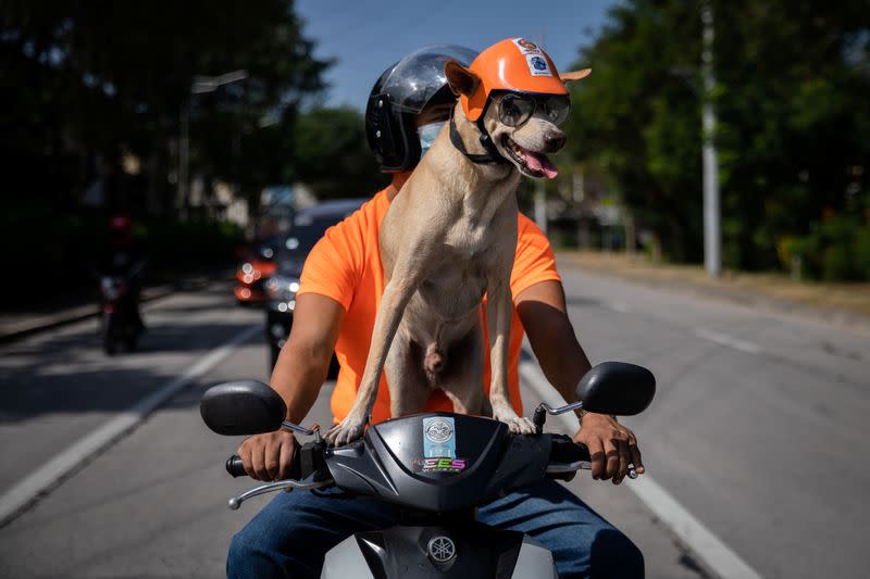 Meet Bogie, the Filipino motorcycle dog