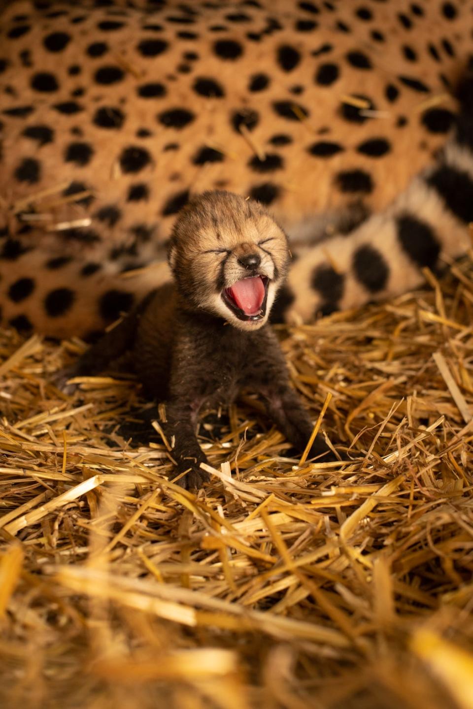 One of two cheetah cubs born Wednesday at the Columbus Zoo and Aquarium, the first in the world to be conceived using in vitro fertilization.