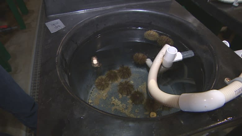 They're green and spiky and could be 'mine of gold' for Newfoundland aquaculture