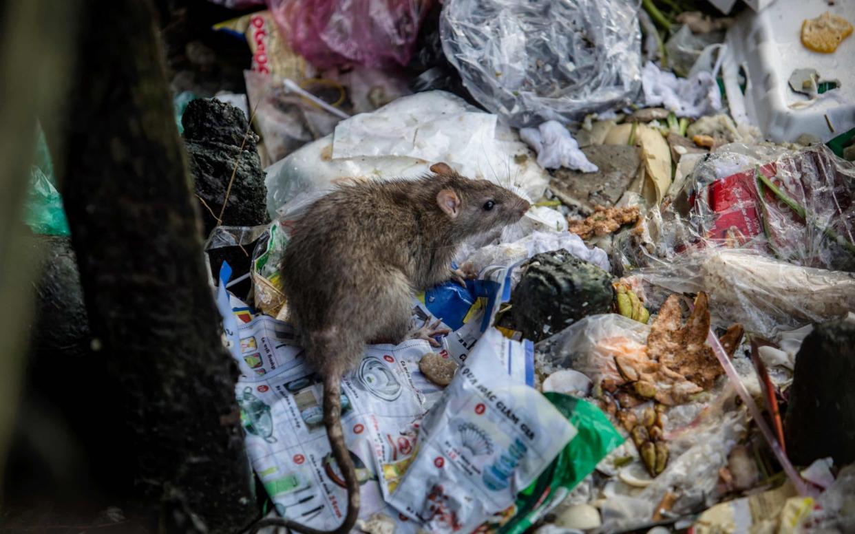 Hong Kong is one of many world cities that have to live with a large rat population - AFP