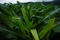 Corn crops hit by armyworm in a field in Nuodong village of Menghai county