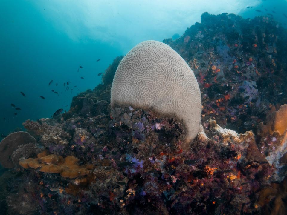 Hard corals bleaching on the rock underwater at the dive site in gulf of Thailand.