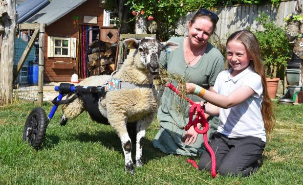 Winnie the Sheep with Katey and Evelyn-Jo Mills. See SWNS story SWLNsheep. A sheep whose two back legs stopped working shortly after birth has been gifted her very own wheelchair. For a number of years a flock of Suffolk Rams have roamed the yard outside Pakefield Church in Lowestoft, Norfolk. Roo and Winnie, two new March-born spring lambs, were set to become the latest addition to the flock. But a week after she was born, Winnie's back legs stopped working.
