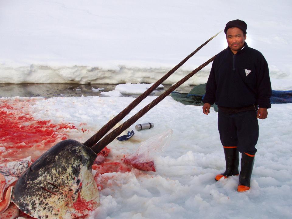 Sealer Aron Aqqaluk Kristiansen from the settlement Kangersuatsiaq, Upernavik commune 12 May 12. 2007 poses with the head of a narwhal, , with an unusual two tusks. The Narwhal is known for it's long twisted tusk, but this one had a pair, the longest 2.41 metre and the other one a little bit shorter.