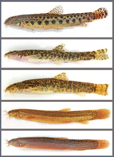 Lochas de distintas especies introducidas en Cataluña, de arriba abajo <em>Cobitis paludica</em>, <em>Barbatula</em> de una especie aun no descrita (dos individuos), <em>Misgurnus anguillicaudatus</em> y <em>Paramisgurnus dabryanus</em>. Enric Aparicio, <a href="http://creativecommons.org/licenses/by/4.0/" rel="nofollow noopener" target="_blank" data-ylk="slk:CC BY;elm:context_link;itc:0;sec:content-canvas" class="link ">CC BY</a>