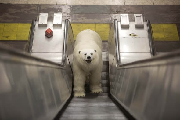 Polar bear shocks commuters on the Tube