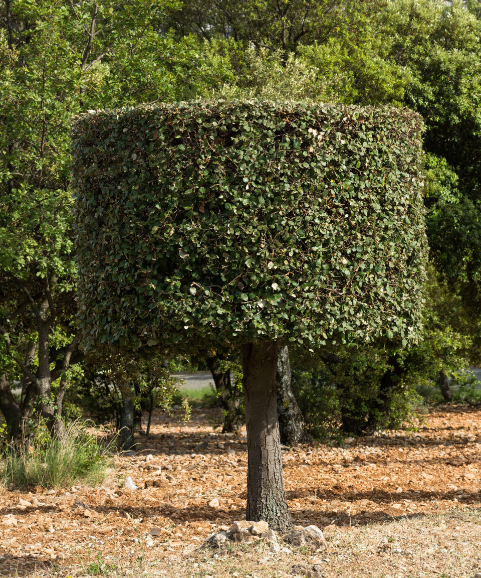 2. HOLM OAK (QUERCUS ILEX)