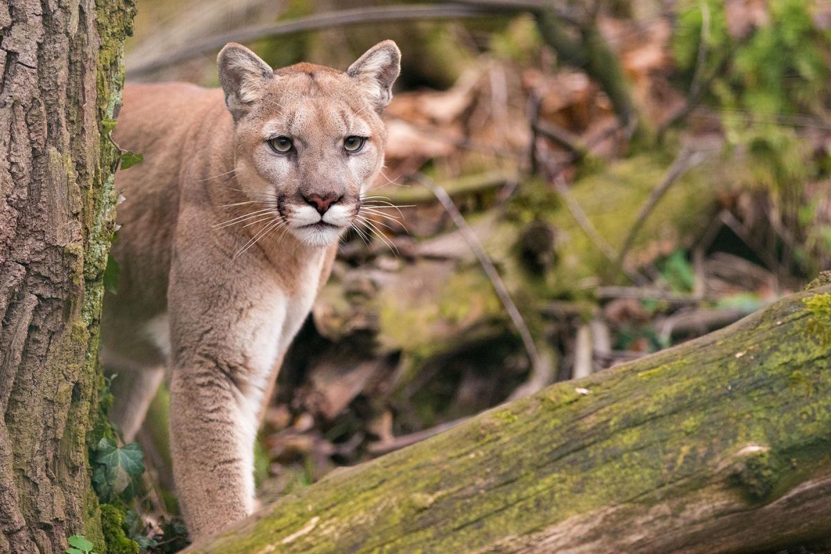 Cougar Mauls Mountain Biker, Friends Hold it Down Until More Help Arrives