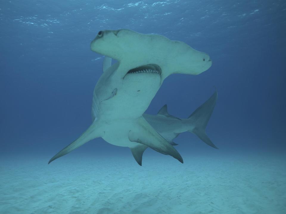 Great hammerheads are normally found in the Mediterranean and around southern Spain and Portugal, but shark tracking expert has predicted they will be regularly seen in UK waters in coming years: National Geographic/Paulo Velozo