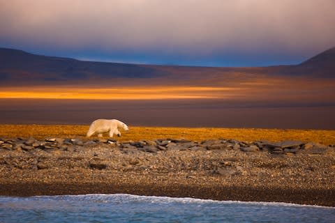 Wrangel Island - Credit: getty