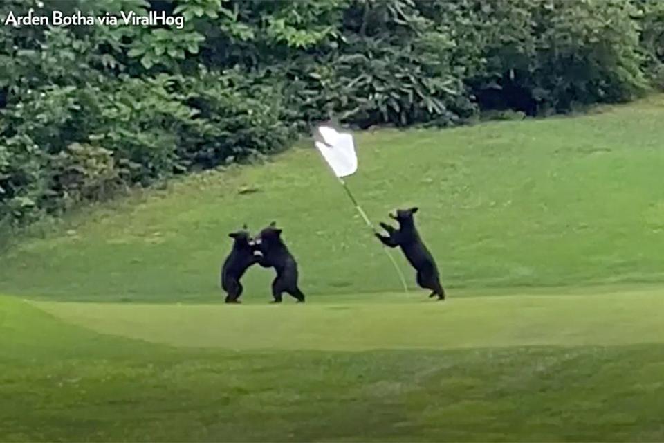 Bears on Golf Course/