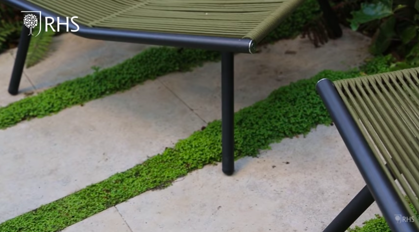 <p>This is a really great garden idea, maximising space and taking every opportunity to plant, even in small spaces. </p><p>'Between the paving, I've put strips of Mind-your-own-business, the reason for that is because it means when it rains, instead of all the water going into the drains it actually goes down and into the ground and that's much better for the urban environment,' says Andy. 'I love this particular plant because where it gets walked on it's nice and tight and compact, and where it's under the chairs and out of the way it just goes wild and crazy. </p><p>'It’s just another opportunity to squeeze in a little bit more planting.'<br></p>