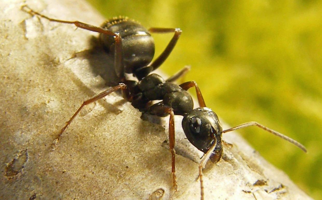 Experts have, for the first time, found ants to have the capability to detect the scent of cancer in urine - Paul Devienne/Sorbonne Paris Nord University