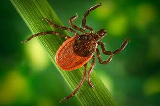 Pictured here is a female blacklegged tick. Females are red-brown behind their black scutum (shield) that is just behind their head (on the tick’s back. Blacklegged male ticks are dark brown or black in color and resemble a small watermelon seed, according to the Virginia Department of Health.