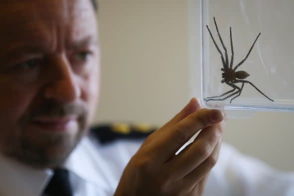 Huntsman spider found in East Sussex