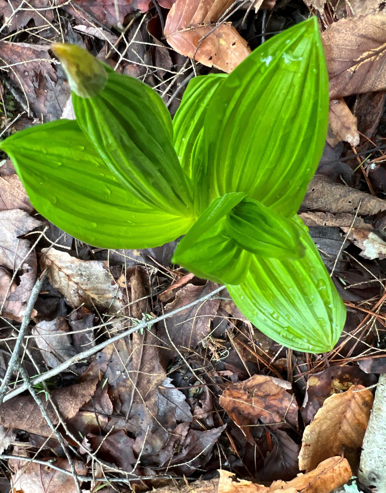 False Hellebore leaf