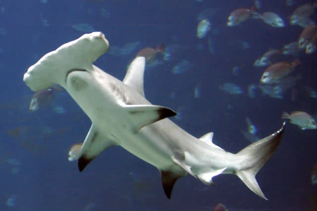 Kayaker attacked by hammerhead shark in California