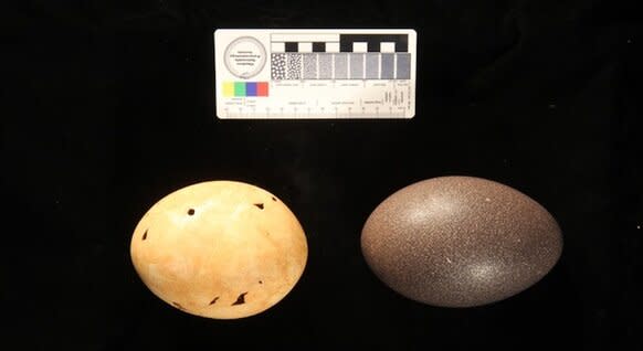 Emu Egg And Genyornis Egg