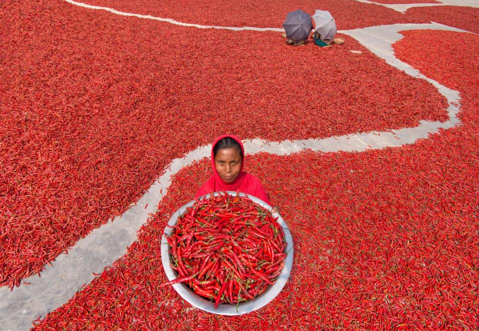 Millions of chillis create a red sea