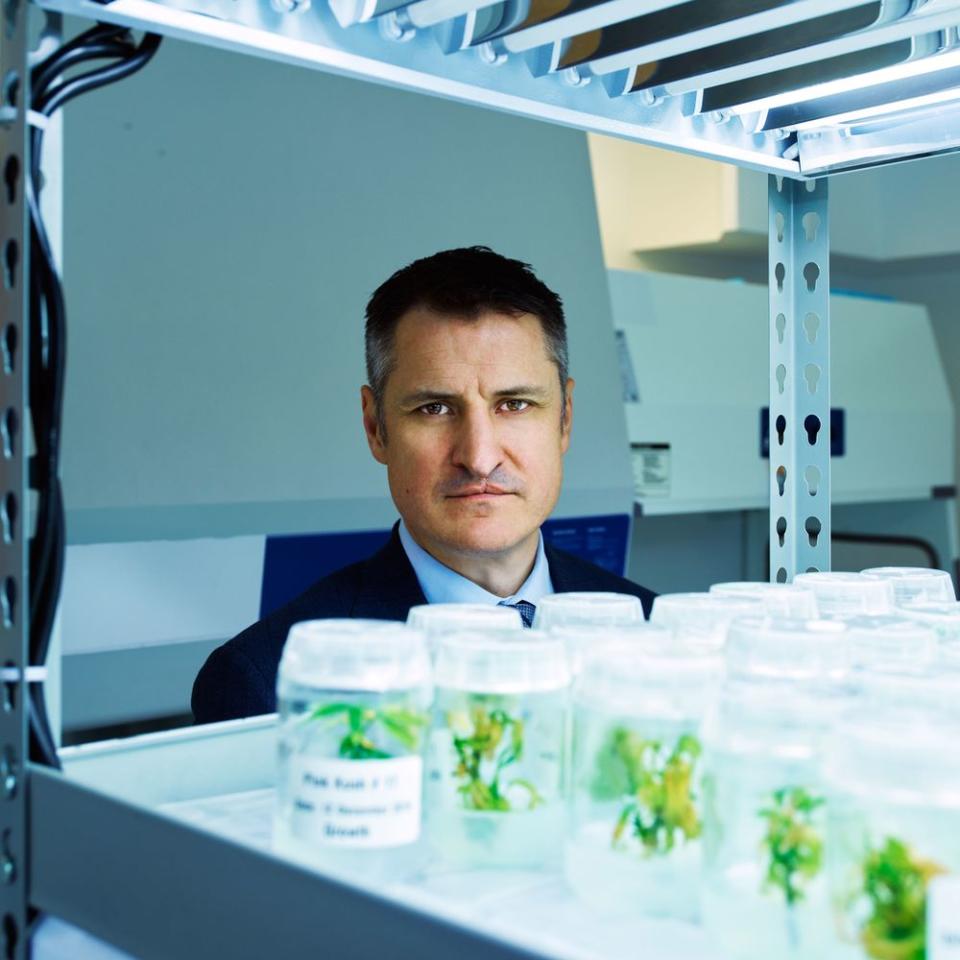 GROWTH INDUSTRY: CEO Brendan Kennedy with marijuana 'tissue culture clones' at Tilray’s Nanaimo headquarters.