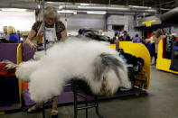 <p>Rembrandt, an old English sheepdog breed, is groomed in the benching area on Day One of competition at the Westminster Kennel Club 142nd Annual Dog Show in New York, Feb.12, 2018. (Photo: Shannon Stapleton/Reuters) </p>