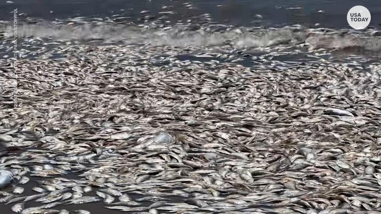 Dead fish wash up on the shore of a beach in Freeport, Texas.