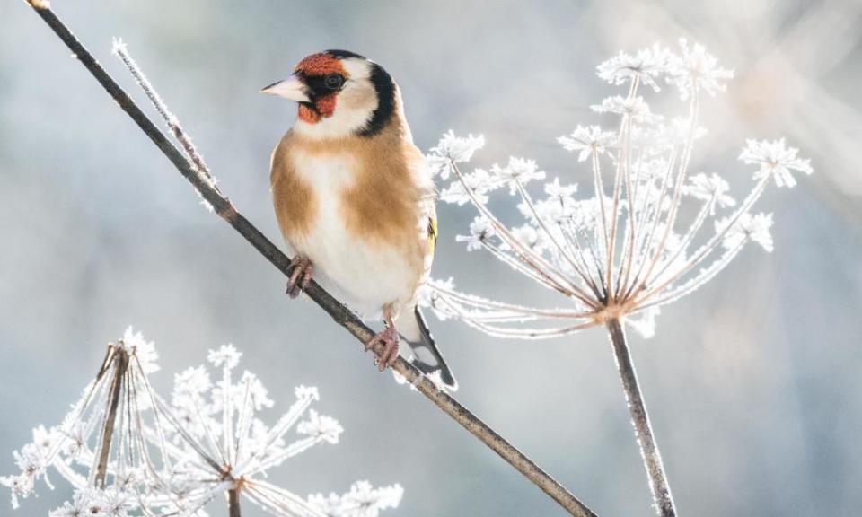 <span>Photograph: Kay Roxby/Alamy Stock Photo</span>