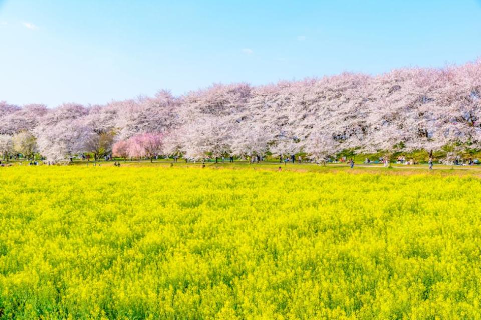 One-day cherry blossom viewing tour in the suburbs of Kanto｜Taipingzan Cherry Blossom Tunnel & Gongendo Sakurajima Senbonzakura & Furukawa Togengo Village & All-You-Can-Eat Yakiniku | Departing from Shinjuku, Tokyo. (Photo: KKday SG)