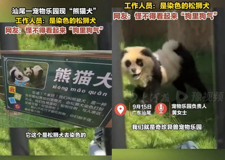 園區告示貓熊犬是將狗染色扮成貓熊，目前是園區的明星動物。（翻攝微博）