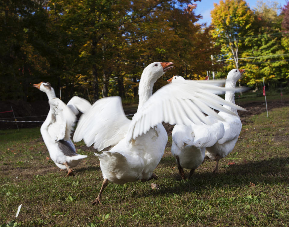 Vorsicht vor der wachsamen Gans: Mit lautem Schnattern und Drohgebärden zeigt das Federvieh Gefahren oder Fremde an. Das machte sich ein Gefängnis nun Zunutze. (Symbolbild: Getty Images)